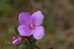 Fringed meadowbeauty